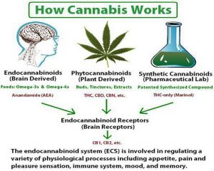 how-cannabinoids-work